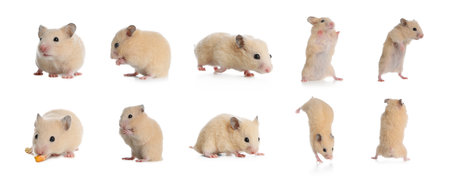 Set with cute funny hamsters on white background. banner designの写真素材