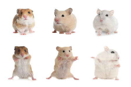 Set with cute funny hamsters on white backgroundの写真素材