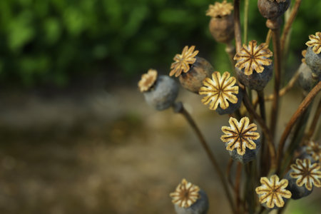 Dry poppy heads outdoors, closeup. Space for textの写真素材