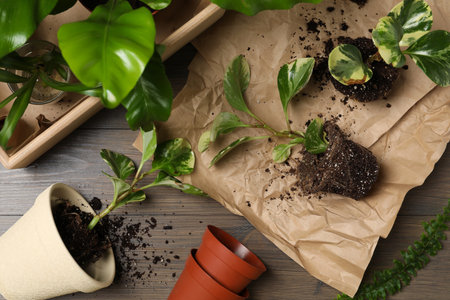 Exotic house plants with soil on wooden table, flat layの写真素材