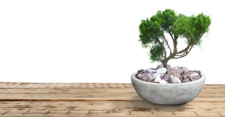 Beautiful bonsai tree in pot on wooden table against white background. banner designの写真素材