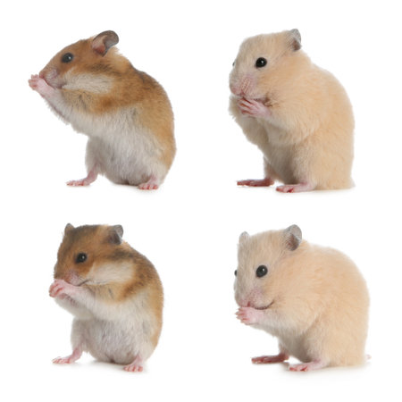 Set with cute funny hamsters on white backgroundの写真素材