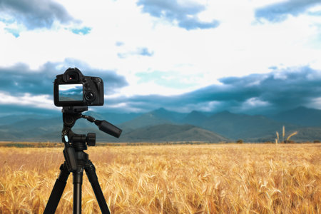 Taking photo of beautiful wheat field with camera mounted on tripodの写真素材