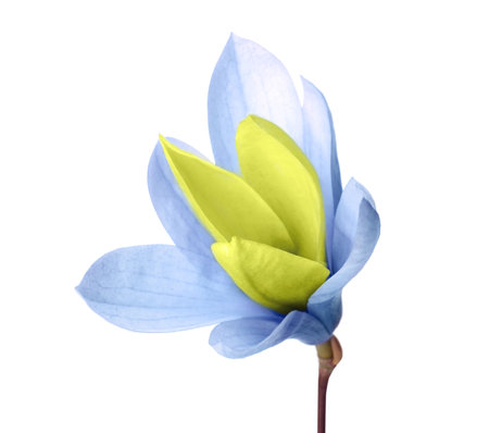 Beautiful delicate magnolia Blue Opal isolated on whiteの写真素材