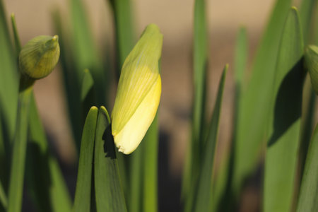 Daffodil plants growing in garden on sunny day, closeupの写真素材