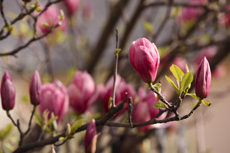 Beautiful magnolia tree with pink blossom outdoors, closeup. spring seasonの写真素材