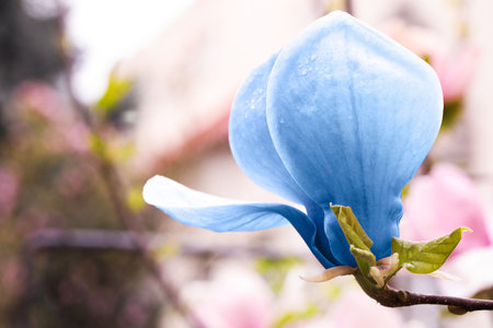 Beautiful delicate magnolia Blue Opal outdoors, closeup. spring seasonの写真素材