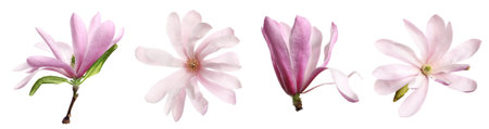Set with beautiful magnolia flowers on white background. banner designの写真素材