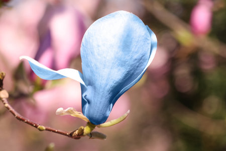 Beautiful delicate magnolia Blue Opal outdoors, closeup. spring seasonの写真素材
