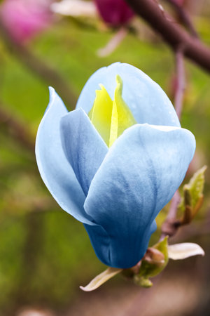 Beautiful delicate magnolia Blue Opal outdoors, closeup. spring seasonの写真素材