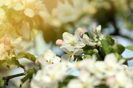 Close up view of blossoming quince tree outdoorsの写真素材