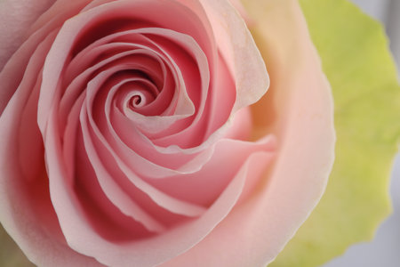 Beautiful pink rose, closeup view. floral decorの写真素材