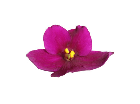 Pink flower of violet plant isolated on whiteの写真素材