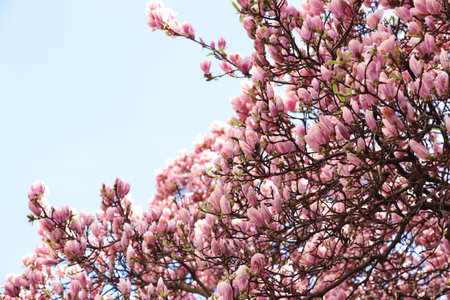 Beautiful magnolia tree with pink blossom outdoors. spring seasonの写真素材