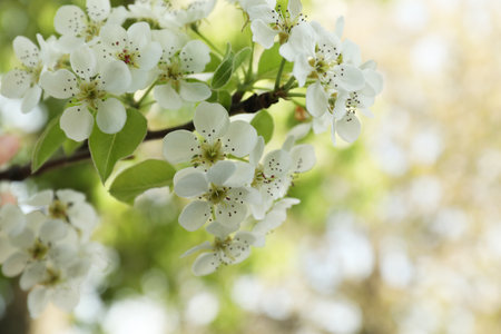 Tree with beautiful white blossom outdoors on spring day, closeupの写真素材