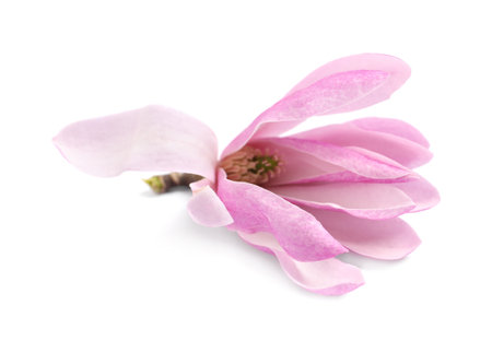 Beautiful pink magnolia flower isolated on whiteの写真素材
