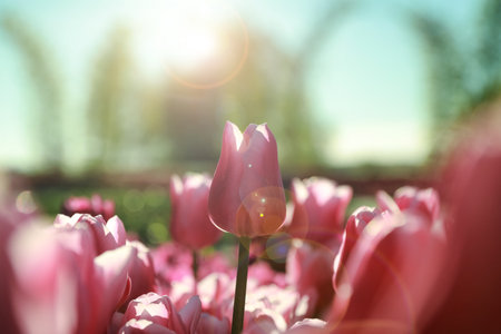 Blossoming tulips in field on sunny day, closeupの写真素材