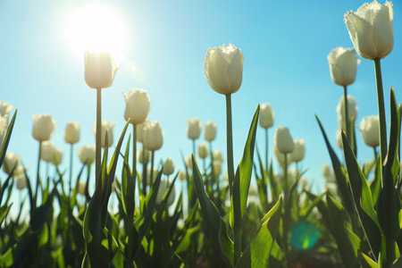 Blossoming tulips in field on sunny dayの写真素材