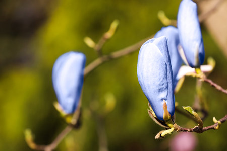 Beautiful delicate magnolia Blue Opal tree outdoors, closeup. spring seasonの写真素材
