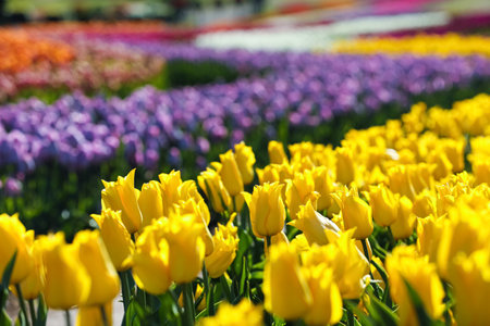Beautiful view of the field with blossoming tulips on a sunny dayの写真素材