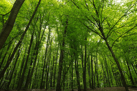 Beautiful landscape with tall trees in park, low angle view
