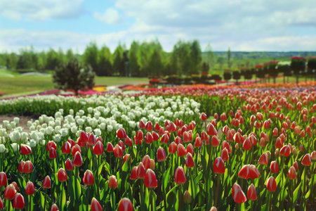 Beautiful view of the field with blossoming tulips on a sunny dayの写真素材