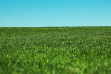Fresh green grass growing under blue sky outdoorsの写真素材
