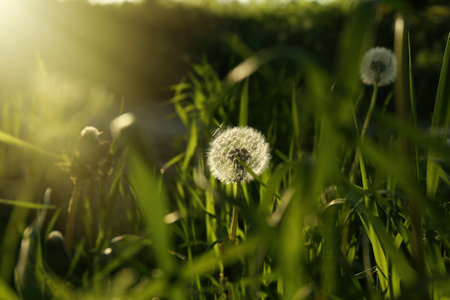 Beautiful fluffy dandelions growing outdoors on a sunny day. Meadow flowersの写真素材