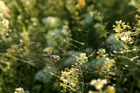 Spider spinning cobweb in meadow on sunny day