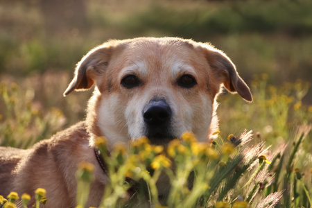 Adorable dog outdoors on sunny day, closeup