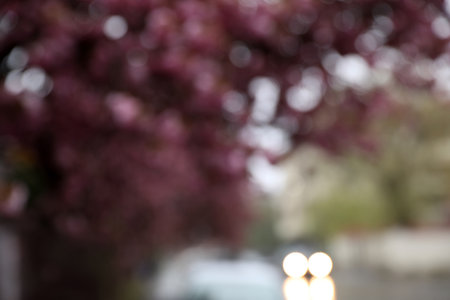 Blurred view of beautiful blossoming tree and car on city street. bokeh effectの写真素材