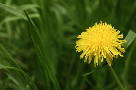 Beautiful yellow dandelion growing outdoors, closeup. Space for textの写真素材