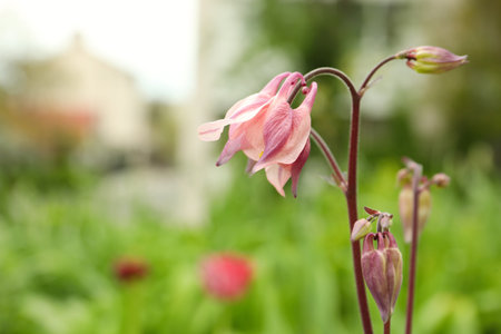 Beautiful blooming aquilegia plant outdoors, closeup view. Meadow flowersの写真素材