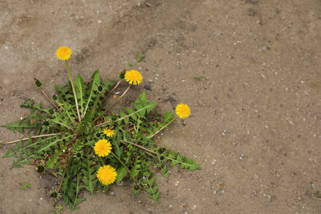 Yellow dandelion flowers with green leaves growing outdoors, top view. Space for textの写真素材
