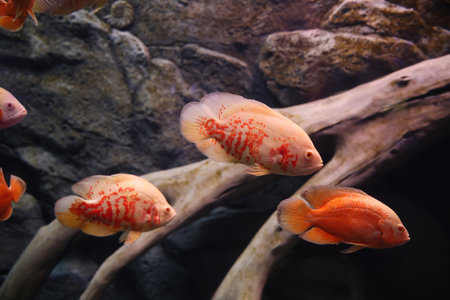 Beautiful albino oscar fishes in clear aquariumの写真素材