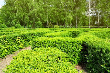 Beautiful view of green hedge maze on sunny dayの写真素材