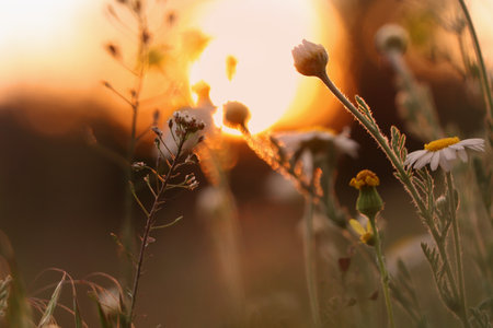 Beautiful wild flowers growing in spring meadow, closeupの写真素材