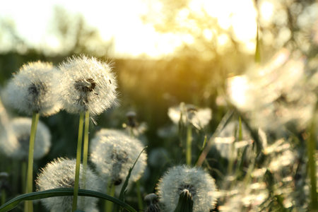Beautiful fluffy dandelions growing outdoors on a sunny day. Meadow flowersの写真素材