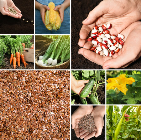 Collage with different photos of vegetables, legumes and seeds. Vegan lifestyleの写真素材