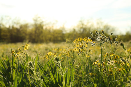 Beautiful yellow flowers growing in meadow on sunny dayの写真素材