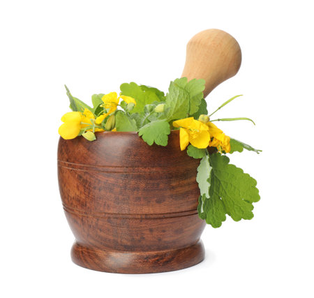 Celandine with pestle in wooden mortar isolated on whiteの写真素材