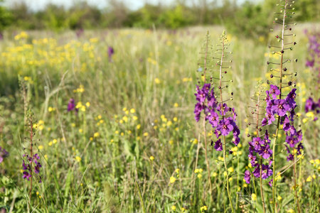 Beautiful flowers growing in meadow on sunny day