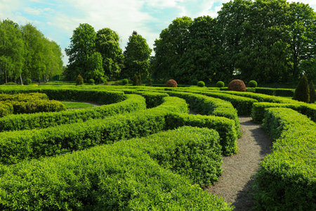 Beautiful view of green hedge maze on sunny dayの写真素材