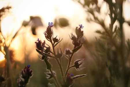 Beautiful wild flowers growing in spring meadow, closeupの写真素材