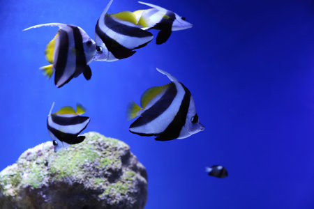 Many beautiful Moorish idol fishes in clear aquarium waterの写真素材