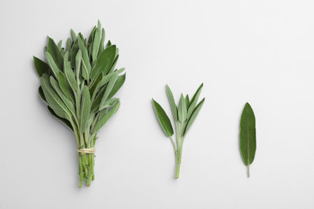 Fresh green sage on light background, flat layの写真素材