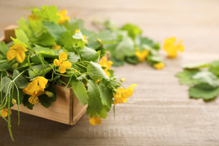 Celandine with beautiful yellow flowers in box on wooden table, closeup. Space for textの写真素材