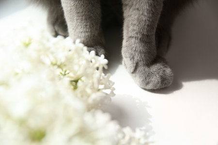 Beautiful gray British Shorthair cat near white lilac flowers on table, closeupの写真素材