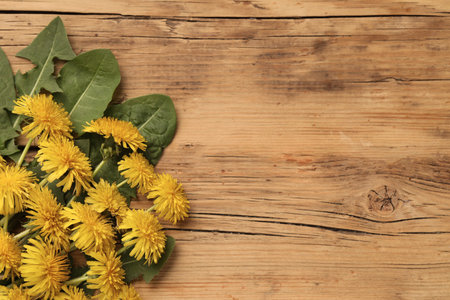 Beautiful yellow dandelions and leaves on wooden table, flat lay. Space for textの写真素材