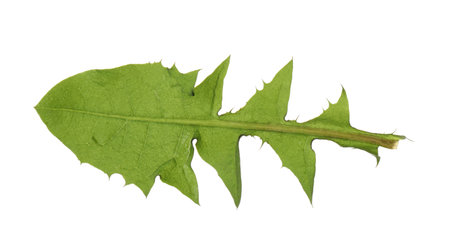 Fresh green dandelion leaf isolated on whiteの写真素材